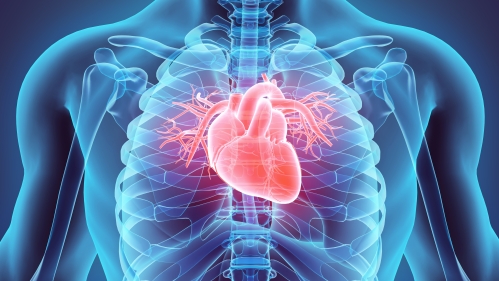 3D illustration of Heart