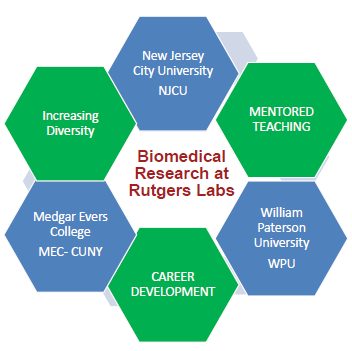 biomedical research at Rutgers labs diagram