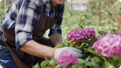 Image of man gardening with pink hydrangeas