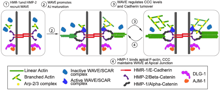 Figure depicting how WAVE promotes apical junction maturation and Cadherin dynamics