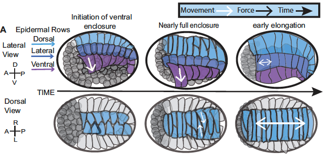 Graphic depicting epithelial morphogenesis, tubulogenesis and forces in organogenesis