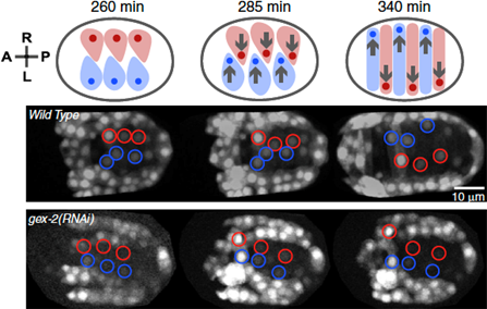 Figure of the Role of Branched Actin in Nuclear Migrations 